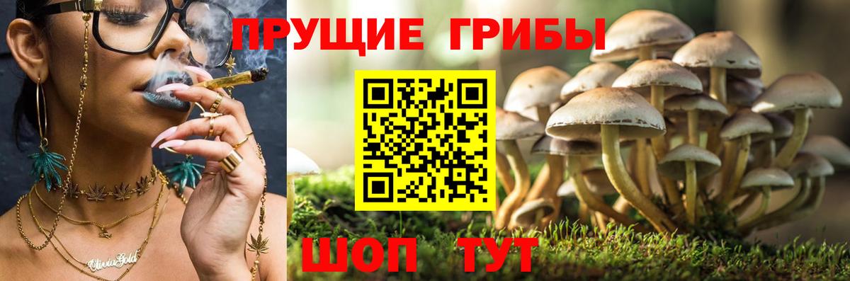 Саяногорск  Псилоцибиновые грибы Psilocybe  Вход с VPN 